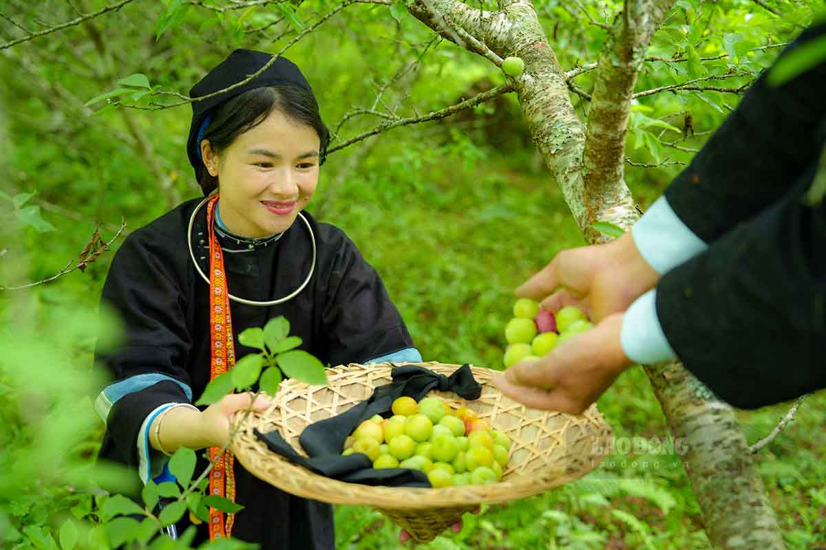 Tu tay hai nhung qua man vua du chin, thuong thuc huong vi ngot thanh tai vuon la diem nhan kho bo lo o Lung Sau.