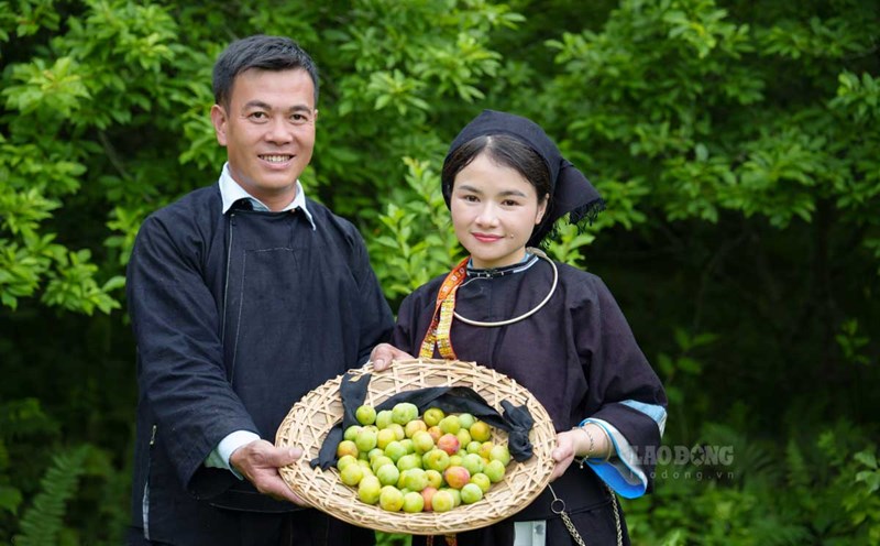 The experience of picking plums and trying them right in the garden, when the fruit is fully ripe and berry- varietyed, will certainly delight visitors.