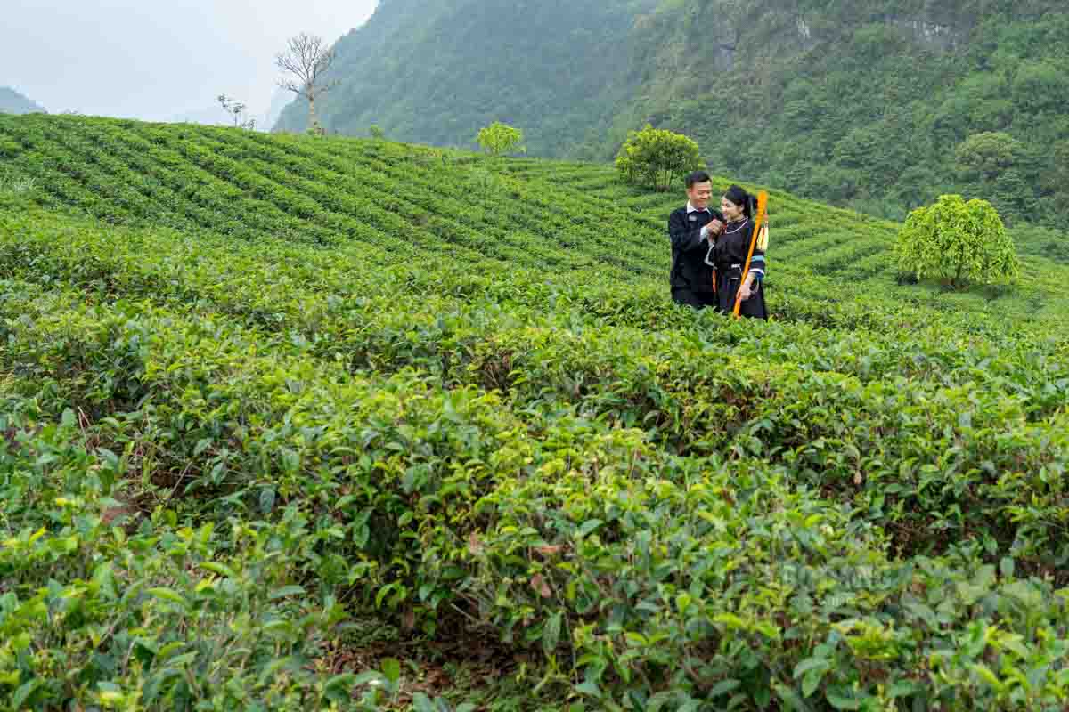 Doi che xanh muot la diem den hap dan moi tai Phuc Sen.