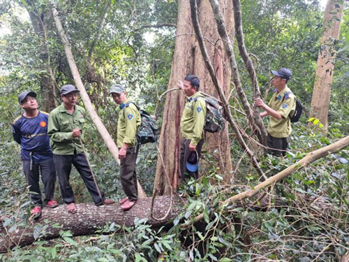 Les entreprises publiques principalement les societes forestieres doivent faire des affaires efficacement pour ameliorer la vie des travailleurs. Photo : Thanh Tuan