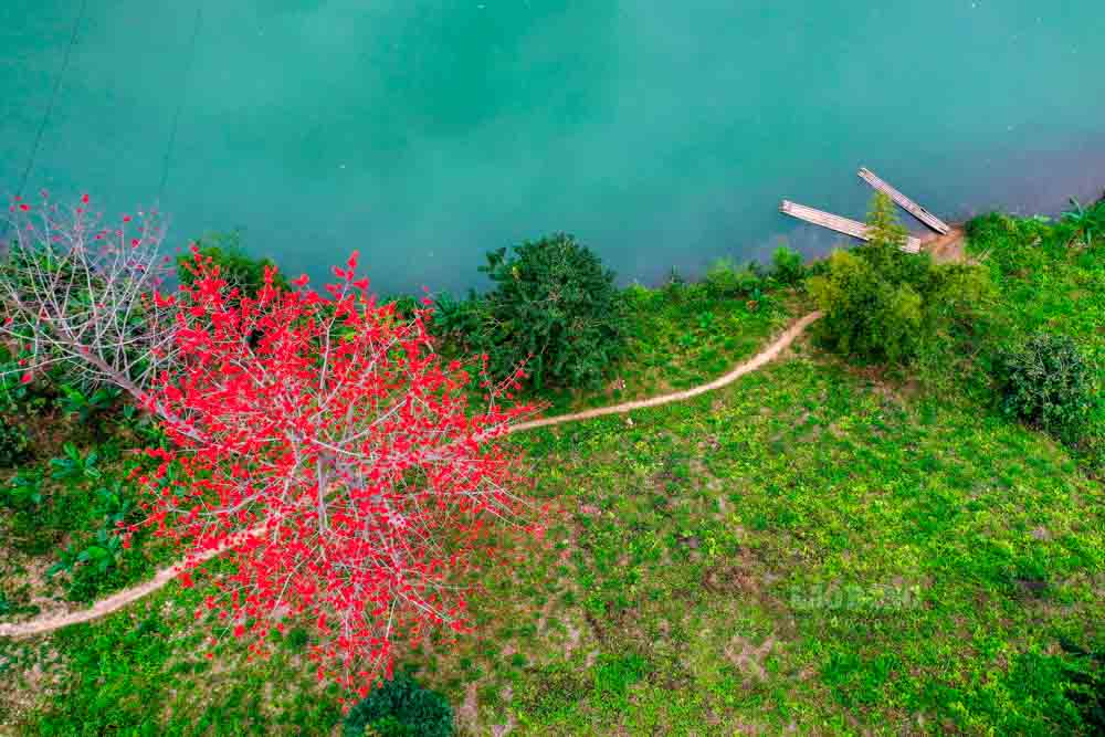 Cay gao no do ruc, diem nhan cua mua xuan Bao Lam.