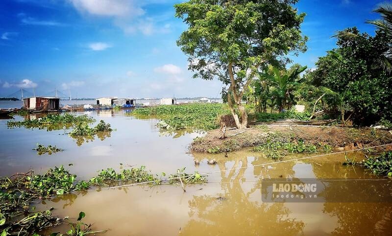 Tinh trang sat lo bo song dien ra nhieu nam qua tai Cu Lao An Binh. Anh: Nhom PV.
