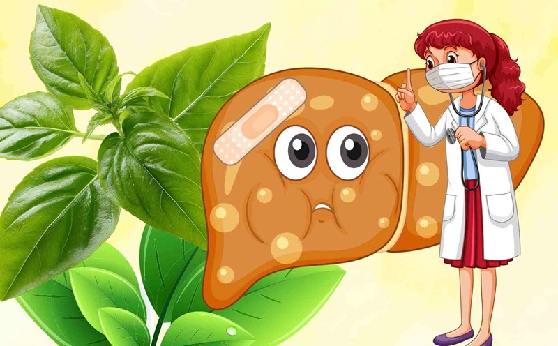 Herbal leaves carved with fatty liver