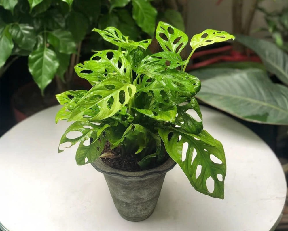 ba lo 빈랑나무는 집에서 심고 가꾸기가 꽤 쉽습니다. 사진: Mai Anh