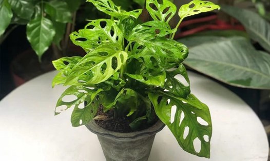 Cây trầu bà lỗ khá dễ trồng và chăm sóc tại nhà. Ảnh: Mai Anh