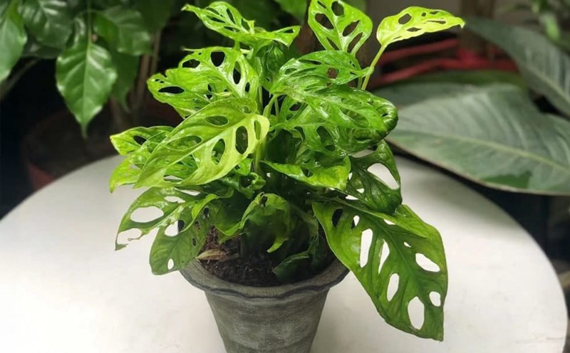 The old lady betel tree is quite easy to grow and care for at home. Photo: Mai Anh