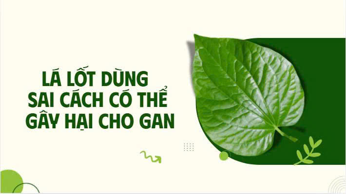 Improper use of betel leaves can harm the liver