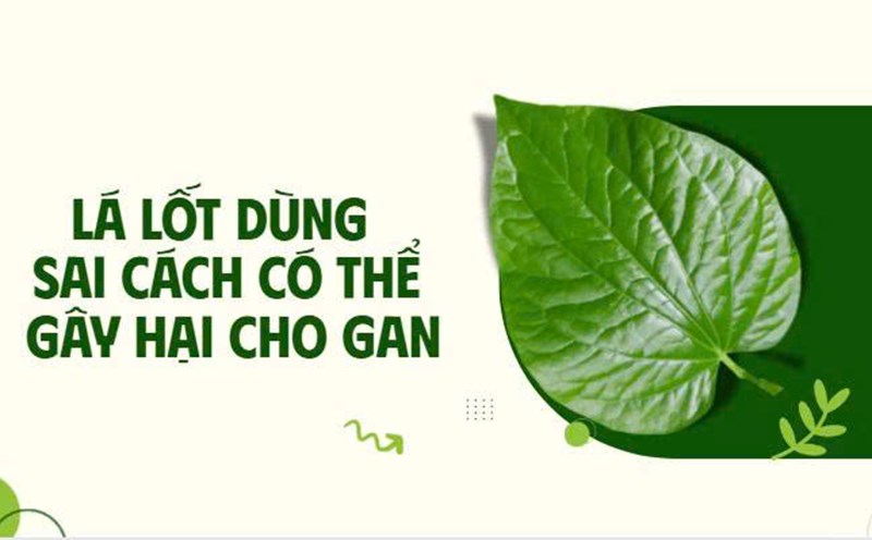 Improper use of betel leaves can harm the liver
