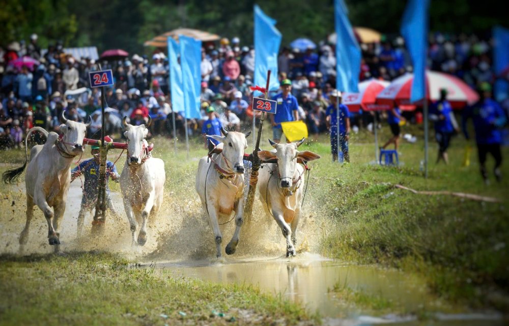 The Bay Nui Beef Racing Festival attracts many tourists to participate. Photo: Phuong Vu