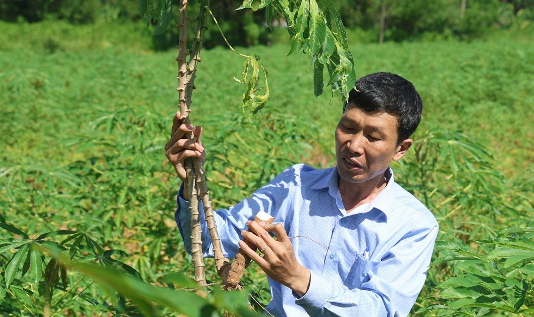 The disease of wheat leaf decomposation has caused the wheat productivity of Quang Ngai farmers to decrease. Photo: Vien Nguyen