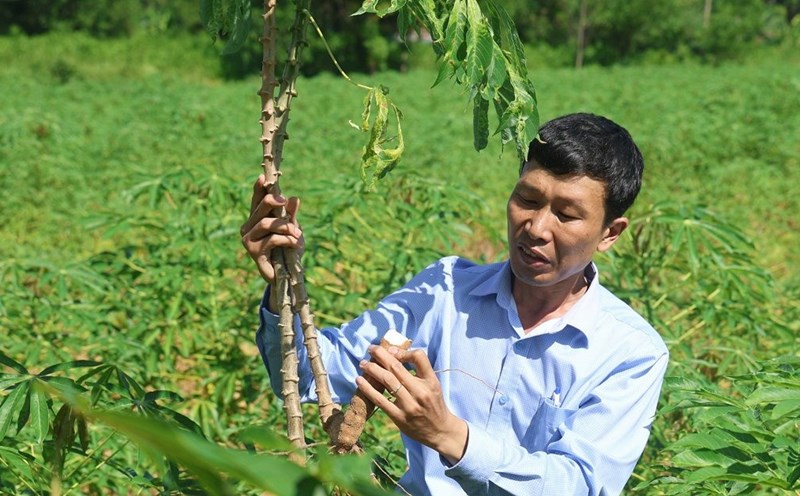 The disease of wheat leaf decomposation has caused the wheat productivity of Quang Ngai farmers to decrease. Photo: Vien Nguyen