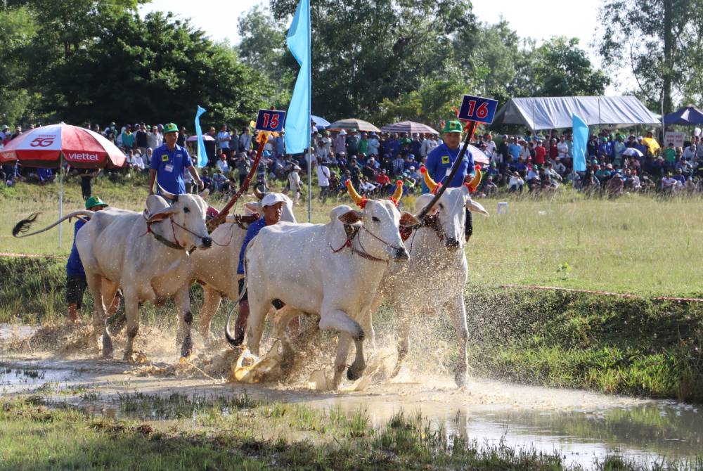 Hoi dua bo Bay Nui vua dien ra tai An Giang thu hut nhieu nguoi dan va du khach den xem. Anh: Phuong Vu