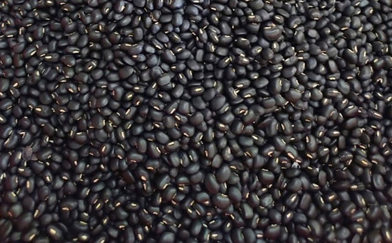 Black beans are considered one of the best sources of calcium for children. Photo: Kieu Vu