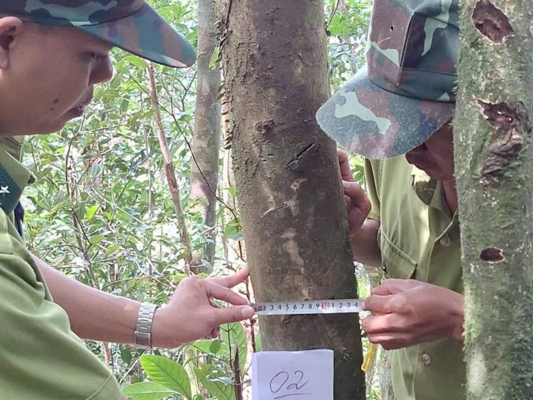 The Forest Protection Force discovered ancient wild tea, including a famous Shan tea variety on mountain ranges over 1,000 meters high in Hue. Photo: L. Tuan.