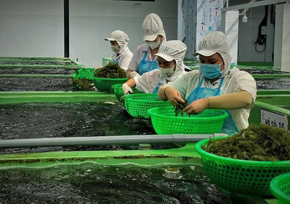 ホーチミン市雇用サービスセンターは、日本で海藻 - キノコ加工の仕事をする労働者を募集しており、月給は約3000万ドン(残業は含まれていません)に相当します。写真:Duc Long