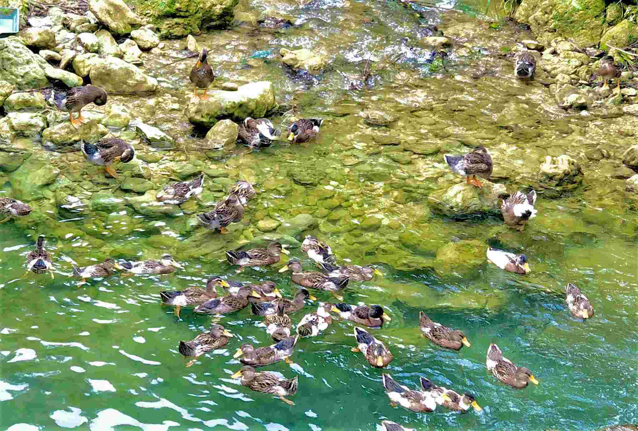 Vit Co Lung duoc nuoi tha o suoi voi nguon nuoc sach chay tu nui da. Anh: Trieu Duong