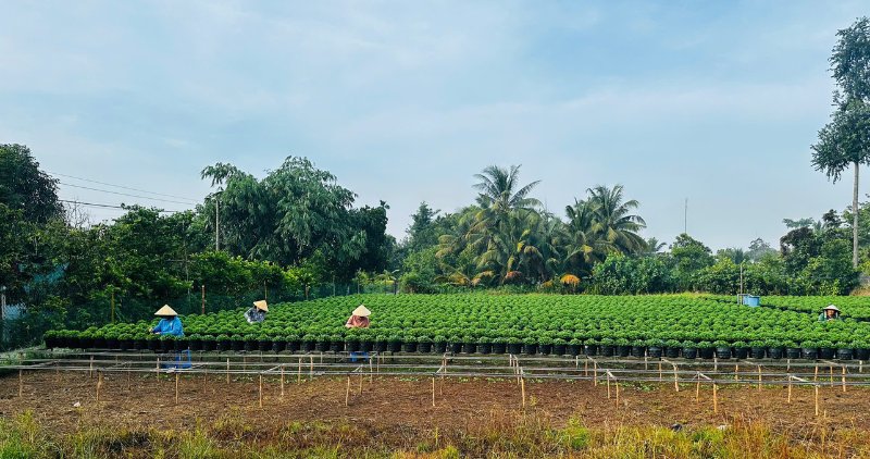 Nguoi dan dia phuong nhon nhip lam viec quanh nam o vung hoa Cho Lach. Anh: Hoang Loc