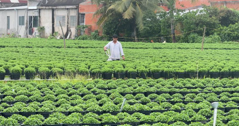 Cho Lach flower area creates stable jobs for more than 18,800 local workers all year round. Photo: Hoang Loc