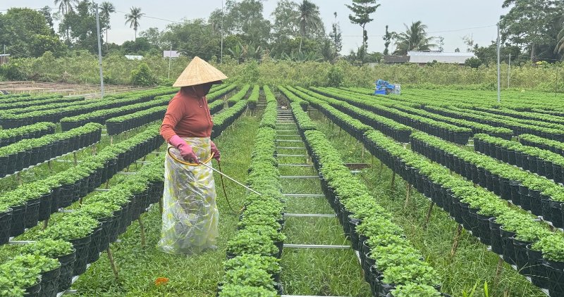 Nguoi lao dong Cho Lach co viec lam quanh nam nho nghe trong hoa, cay canh. Anh: Hoang Loc