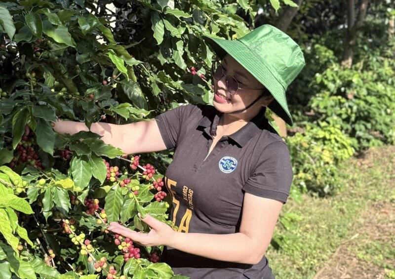 Son La Phuc Sinh Joint Stock Company의 2025년 시즌 모델 커피 정원. 사진: Nhat Minh