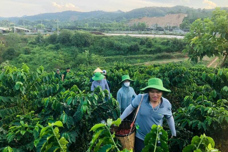 Cong nhan Cong ty co phan Phuc Sinh Son La thu hai vuon ca phe mau. Anh: Nhat Minh