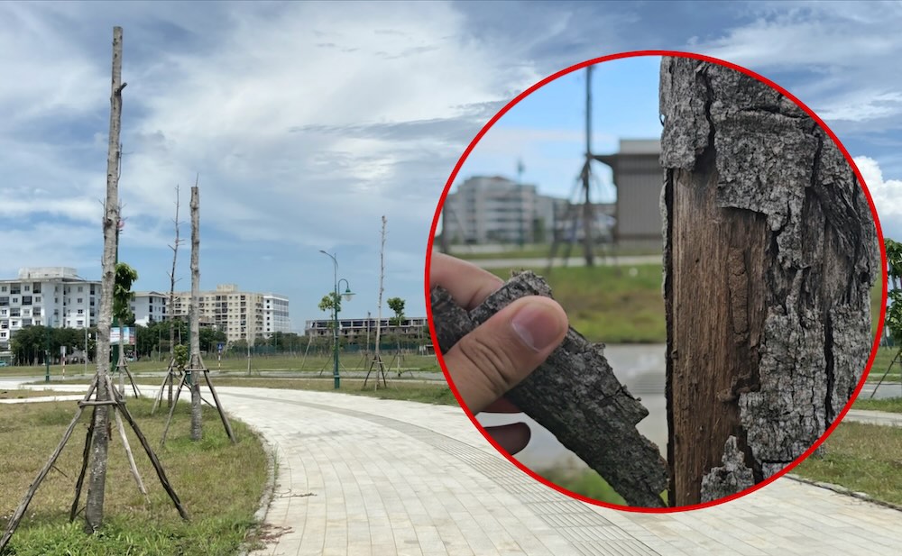 フエ市の公園の多くの緑が枯れてしまいました。写真:Nguyen Luan