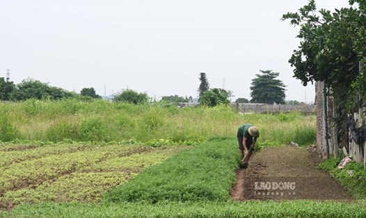 Người dân trồng rau ở Hà Nội chủ động chống ngập, bảo vệ vườn trước dự báo bão Ragasa. Ảnh: Thành Nhân