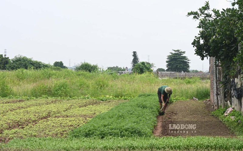 Vegetable growers in Hanoi proactively fight flooding and protect their gardens against the forecast of storm Ragasa. Photo: Thanh Nhan