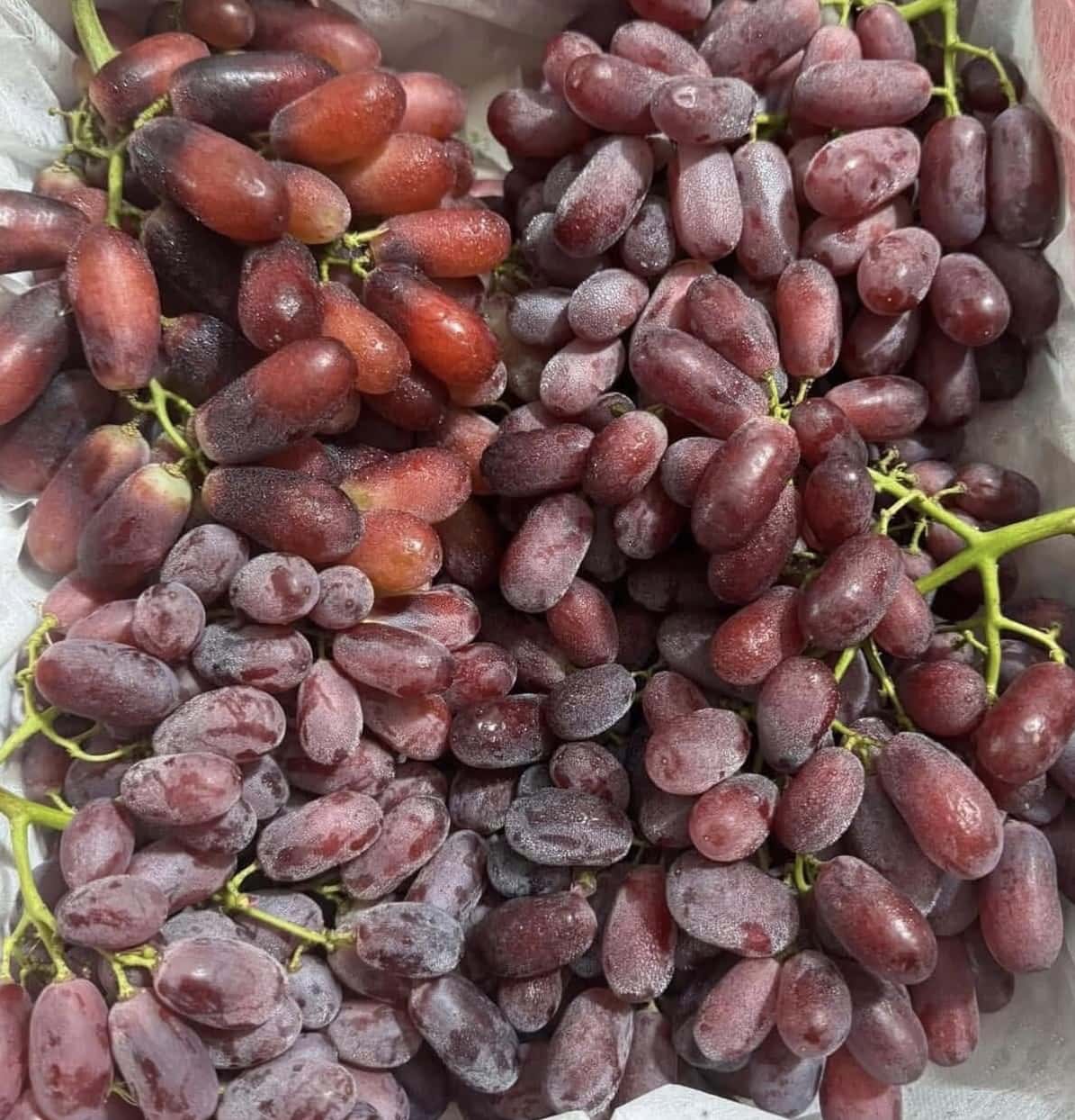 Red grapes contain many important nutrients that can effectively support liver and kidney detoxification. Photo: Quang Minh.