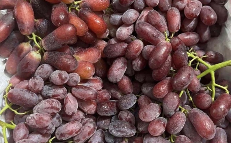 Red grapes contain many important nutrients that can effectively support liver and kidney detoxification. Photo: Quang Minh.