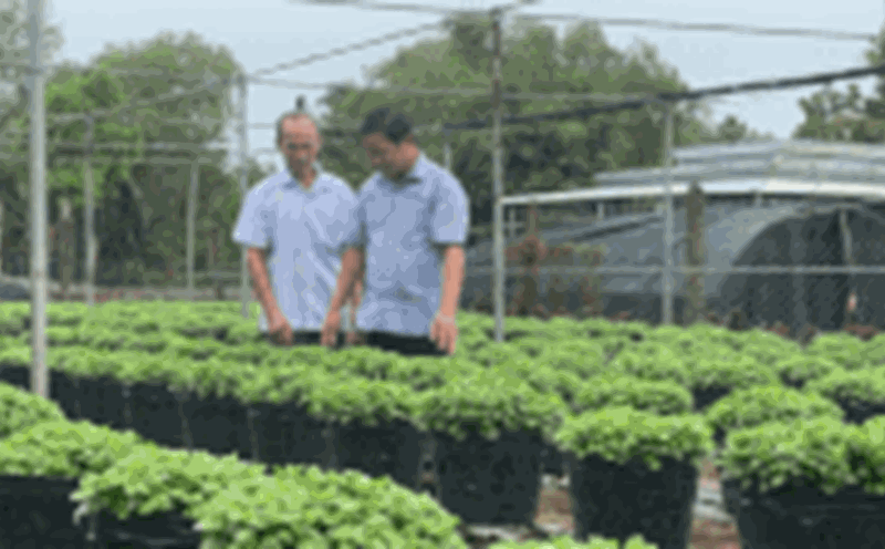 Millions of baskets of chrysanthemums are meticulously cared for by Cho Lach farmers, ready to be launched on the market on the occasion of Binh Ngo 2026. Photo: Hoang Loc