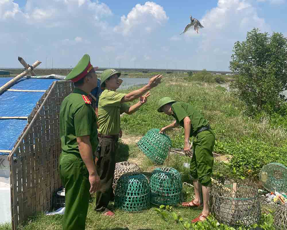 Cong an xa Dan Hai phoi hop voi Kiem lam thu giu, tha ve tu nhien nhieu chim moi. Anh: Cong an xa Dan Hai.