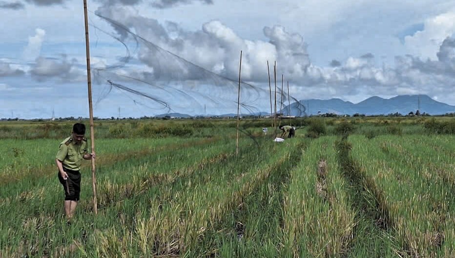 Tai khu vuc phia Nam TP Hue, Hat truong Hat Kiem lam Phan Viet Phuc cho hay, cac xa thuoc dia ban nhu Phu Loc, Hung Loc, Vinh Loc, Loc An va Chan May - Lang Co la noi chim troi thuong tu ve, dong thoi cung la diem nong ve dat bay. 