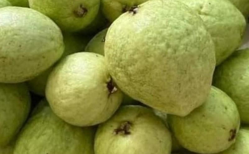Fruits rich in vitamin C such as guava are said to be good for patients after kidney stones. Photo: Kieu Vu