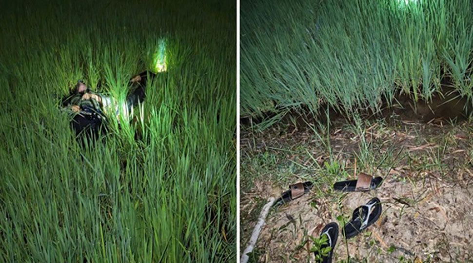 Hiện trường vụ 2 người tử vong do bị trúng điện bẫy chuột trên ruộng lúa ở xã Phù Mỹ Tây. Ảnh: VKSND tỉnh Gia Lai