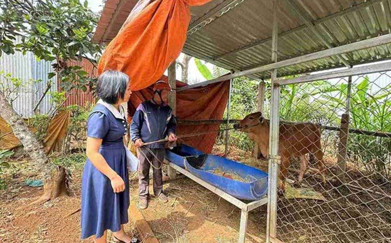 Nhieu gia dinh kho khan o Dak Lak da duoc chinh quyen dia phuong cap bo sinh san de phat trien chan nuoi. Anh: Bao Trung