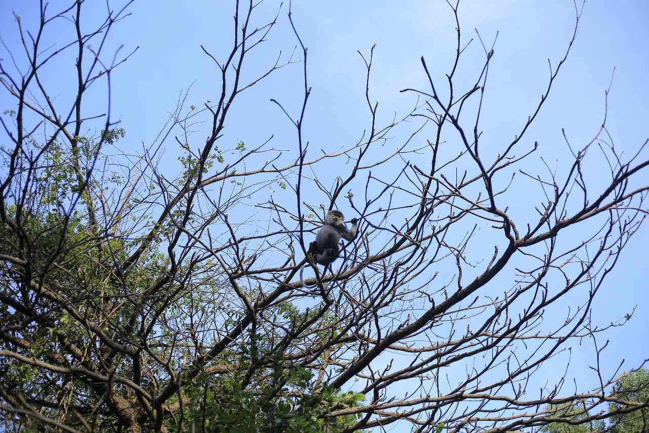 Le rare Langur en forme de brun sur la peninsule de Son Tra (Da Nang). Photo: Le van Cuong
