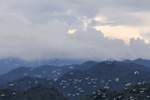 何千もの白いコウノトリと野鳥がNgan Truoi湖に移住しました。写真：T.tuan