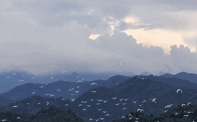 Thousands of white storks and wild birds have migrated to Ngan Truoi Lake. Photo: T. Tuan