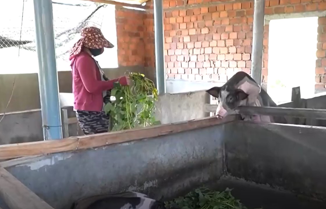 Dich ta lon duoc kiem soat, nguoi chan nuoi manh dan nuoi lon tro lai. Anh: Vien Nguyen