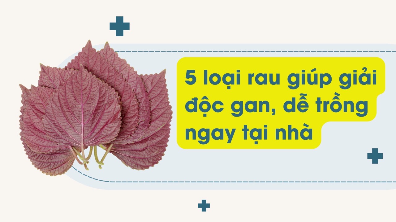 Perilla leaves are a familiar vegetable in the garden, which effectively supports liver detoxification. Graphic photo: Huong Son