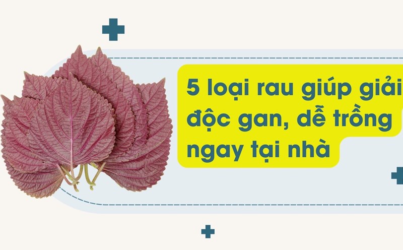 Perilla leaves are a familiar vegetable in the garden, which effectively supports liver detoxification. Graphic photo: Huong Son