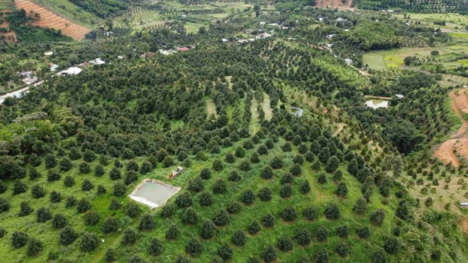 Bảo đảm cân đối cung - cầu, tránh tình trạng được mùa mất giá ở Khánh Hòa