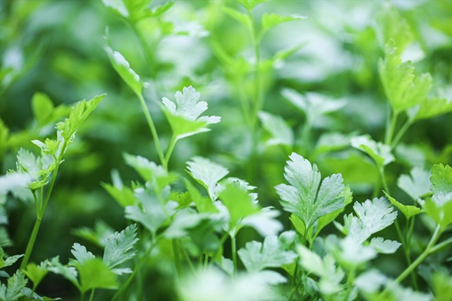 Parsley is often used as a spice but contains a large amount of vitamin K to help prevent premature graying of hair. Photo: Xinhua.