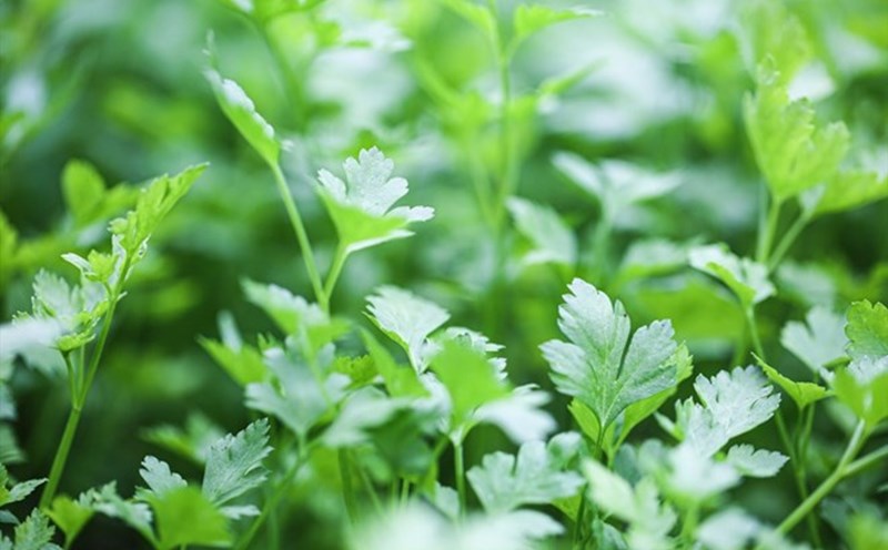 Parsley is often used as a spice but contains a large amount of vitamin K to help prevent premature graying of hair. Photo: Xinhua.