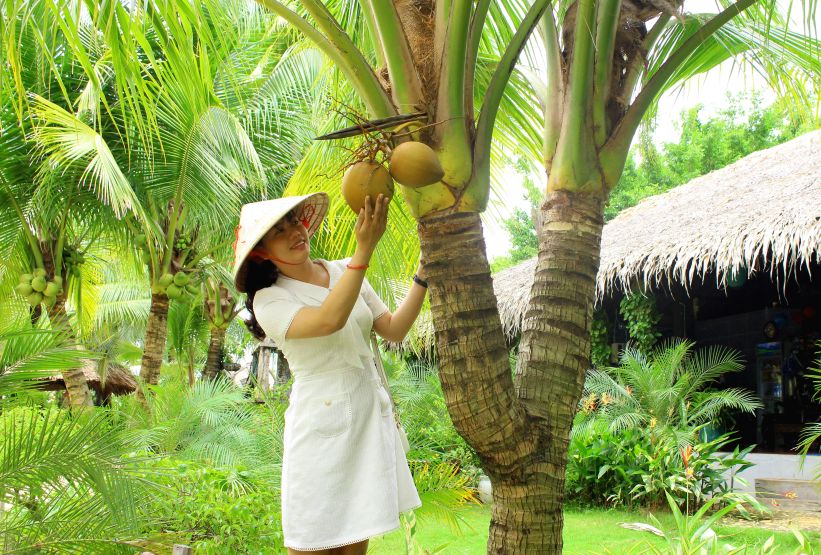 Cây dừa ở đây có nhiều hình thái ngọn, như dừa 2 ngọn, hay còn gọi là dừa song hỷ. Ảnh: Thanh Mai