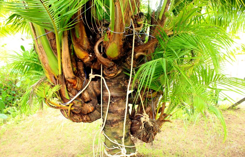 và thậm chí là cây dừa có rất nhiều ngọn. Ảnh: Thanh Mai