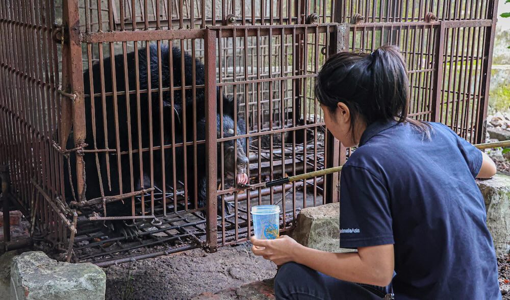 Ngay sau khi tiep nhan, gau duoc cho uong mat ong pha sua va chuyen vao khu cach ly de theo doi suc khoe trong 30 - 45 ngay truoc khi tha ve moi truong ban tu nhien. 
