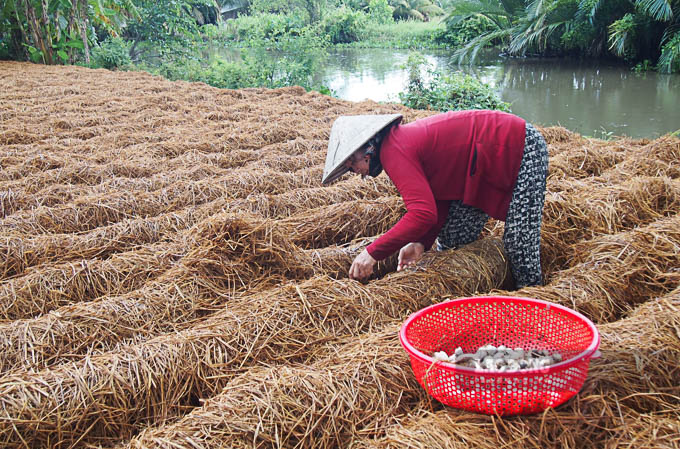 Nong dan ap dung mo hinh trong nam rom tang gia tri kinh te. Anh: Phuong Anh