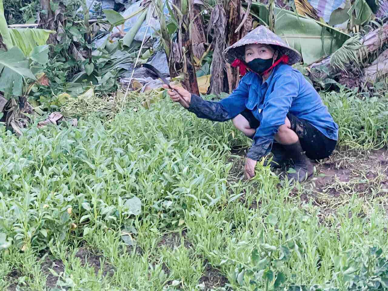 Ba Nguyen Thi Xuan thu hoach rau som, chu dong phong chong thiet hai do bao tai Hung Yen. Anh: Mai Huong